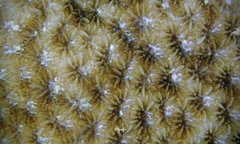 Leptastrea bewickensis