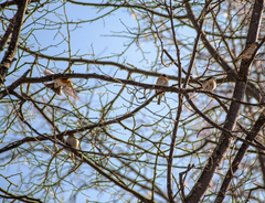 Fringilla montifringilla