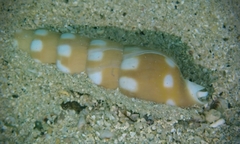 Terebra guttata