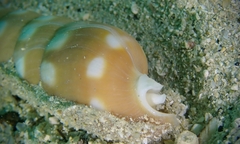 Terebra guttata