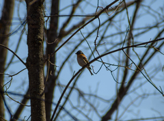 Fringilla montifringilla