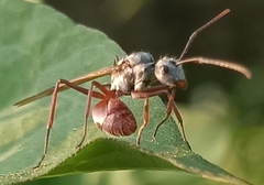Polyrhachis bicolor
