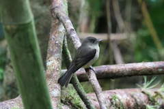 Contopus latirostris