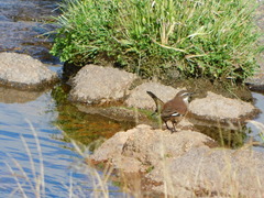 Cinclodes atacamensis