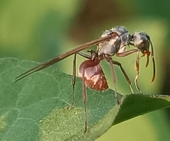 Polyrhachis bicolor