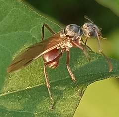 Polyrhachis bicolor