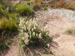 Baccharis coridifolia