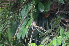 Contopus latirostris