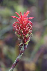 Pitcairnia bifrons