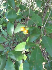 Elaeodendron australe