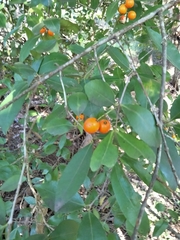 Elaeodendron australe