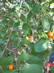 Elaeodendron australe