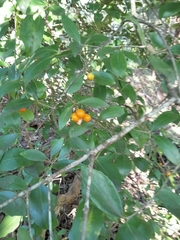 Elaeodendron australe