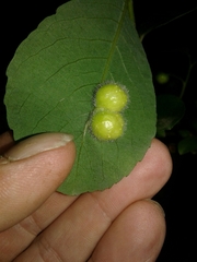 Euura pedunculi