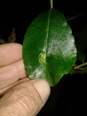 Euura pedunculi