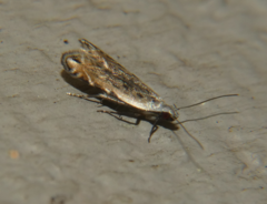 Battaristis nigratomella