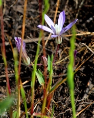 Brodiaea nana