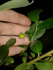 Euura pedunculi