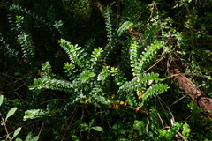 Veronica canterburiensis