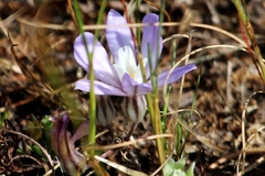 Brodiaea nana