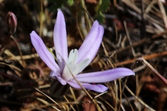 Brodiaea nana