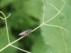 Paragus compeditus