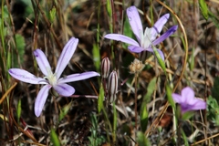 Brodiaea nana