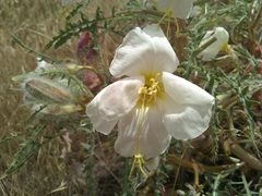 Oenothera cespitosa