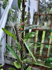 Danaus plexippus