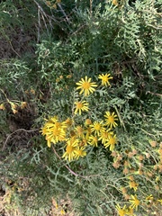 Senecio lyonii