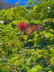 Danaus plexippus