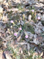 Cyanthillium cinereum