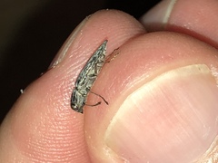Spectralia gracilipes