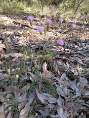 Cyanthillium cinereum