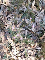 Cyanthillium cinereum