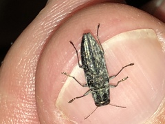 Spectralia gracilipes
