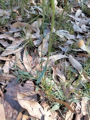 Cyanthillium cinereum