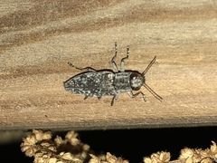 Spectralia gracilipes