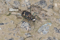 Cicindela schauppii