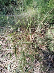 Cymbopogon refractus