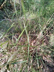 Cymbopogon refractus