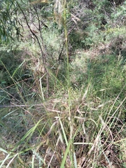 Cymbopogon refractus