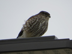 Falco columbarius columbarius