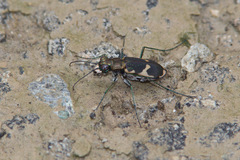 Cicindela schauppii