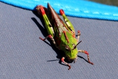 Chimarocephala pacifica