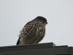 Falco columbarius columbarius