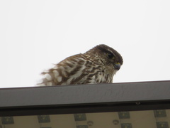 Falco columbarius columbarius