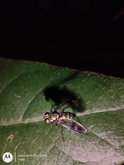 Sciapodinae
