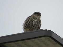 Falco columbarius columbarius