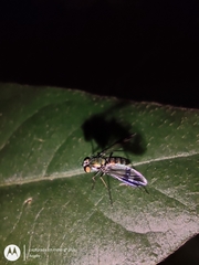 Sciapodinae